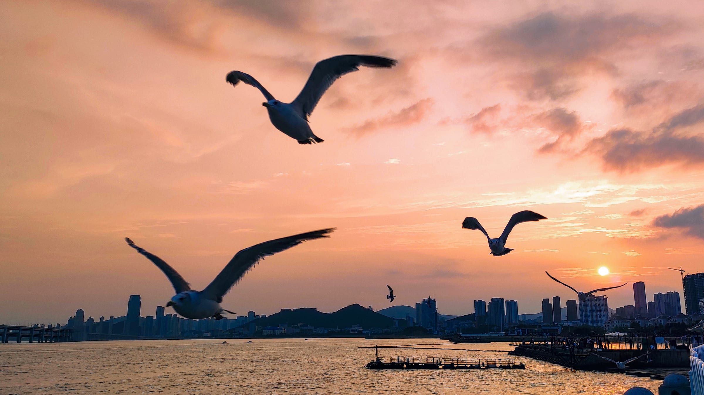 日落时掠过海面的海鸥